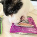 3匹のシニア猫たちのおすすめにならない猫パウチ「カルカン」レビュー