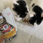 多頭飼育している我が家のフードレビューとヒルズを愛する理由