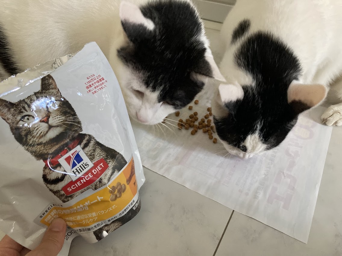多頭飼育している我が家のフードレビューとヒルズを愛する理由