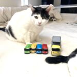 「猫のいる我が家に帰るまでが旅行です」3歳児との海外2人旅