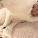 シニア猫もなかの体調不良～粘液便？下痢・嘔吐その後～