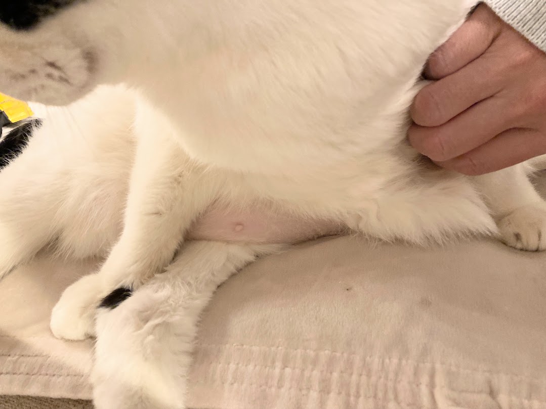 シニア猫もなかの体調不良～粘液便？下痢・嘔吐その後～