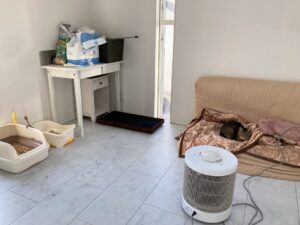 高齢猫の寒さ対策に暖話室｜体調不良をきっかけに見直した我が家の暖房環境