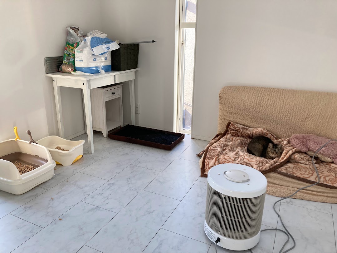 高齢猫の寒さ対策に暖話室｜体調不良をきっかけに見直した我が家の暖房環境