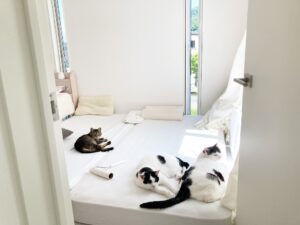 猫の寝床は何か所必要？猫3頭のいる我が家のリアルな配置と考え方