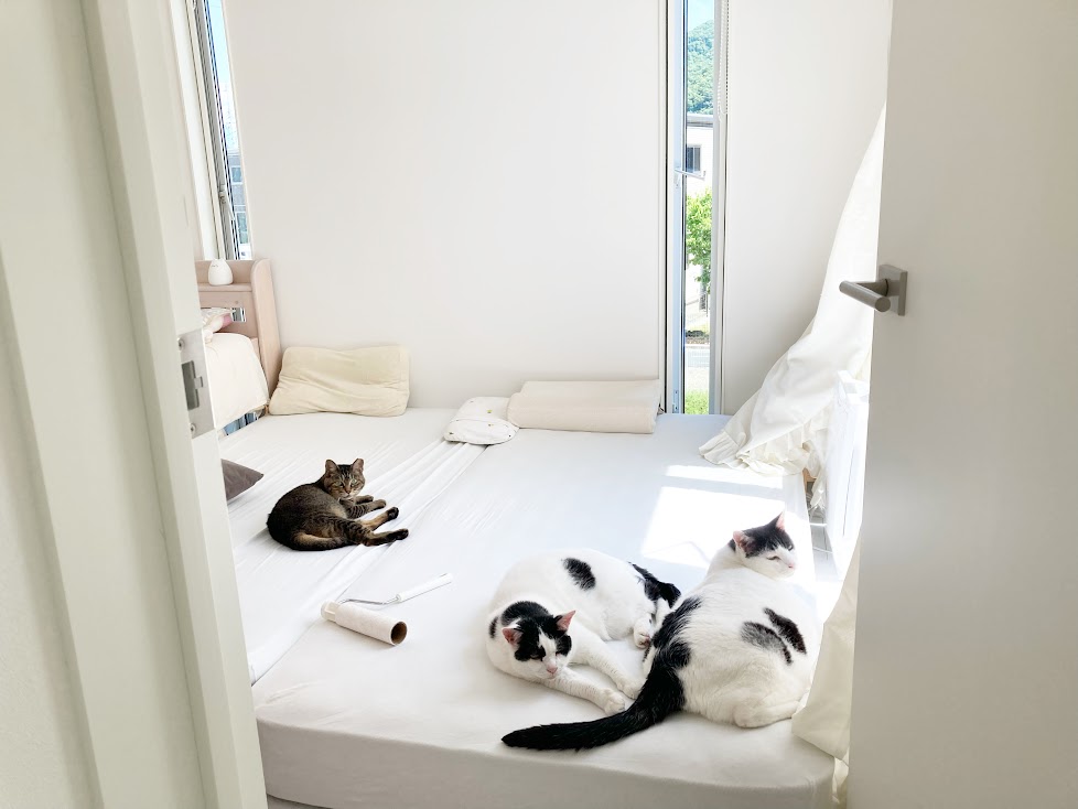 猫の寝床は何か所必要？猫3頭のいる我が家のリアルな配置と考え方
