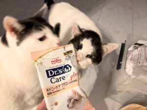 【シニア猫の体調記録】尿比重が低め？肛門腺トラブル？もなかの経過と、回復までの記録