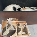 NPO法人千曲ねこの会主催第8回みんなのネコねこ写真展パネル、鋭意作成中！
