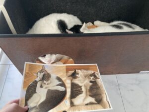 NPO法人千曲ねこの会主催第8回みんなのネコねこ写真展パネル、鋭意作成中！