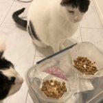 犬猫生活のデンタルふりかけ、再開しました＠シニア多頭飼育
