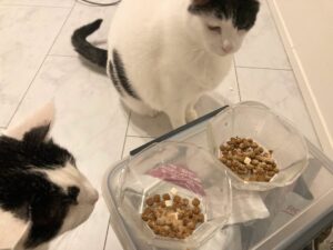 犬猫生活のデンタルふりかけ、再開しました＠シニア多頭飼育