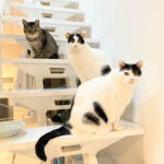 シニア猫多頭飼育|食欲不振のもなかと食欲おばけのあんこ、歯抜けのなつめ