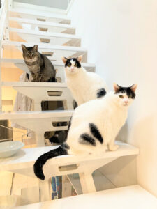 シニア猫多頭飼育|食欲不振のもなかと食欲おばけのあんこ、歯抜けのなつめ