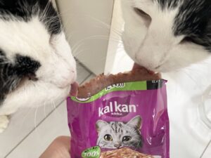 カルカン20年ぶりにリニューアル！食べた？食べなくなった？シニア猫のいる我が家の場合の記録