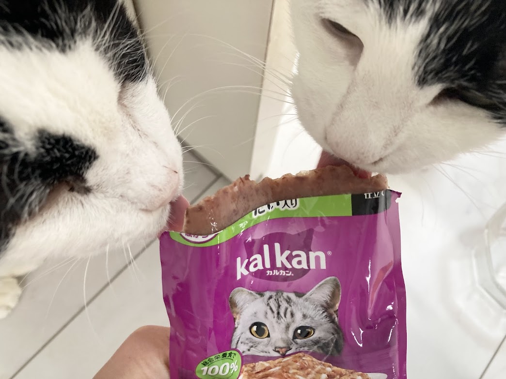 カルカン20年ぶりにリニューアル！食べた？食べなくなった？シニア猫のいる我が家の場合の記録