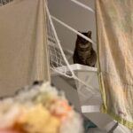 節分の傘地蔵～預かりっこから幸せになったてぶちゃん～