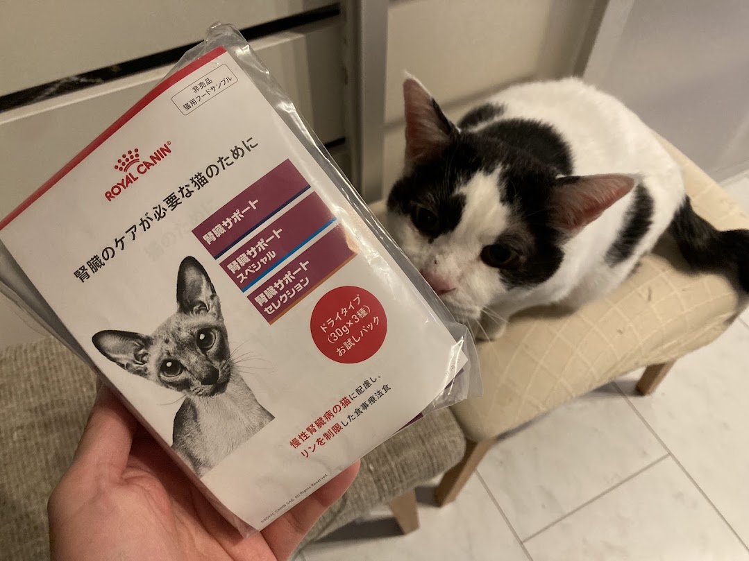 もうすぐ15歳のもなかの受診：腎臓ケアに獣医さんにすすめられた低リン・マグネシウムのフード