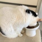 シニア猫にもやさしい食器買いました