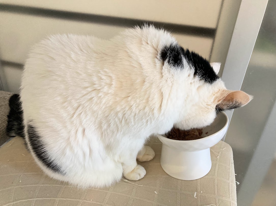 シニア猫にもやさしい食器買いました