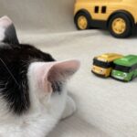 人口10万人規模の地方でバス・電車・電動自転車で暮らすこと