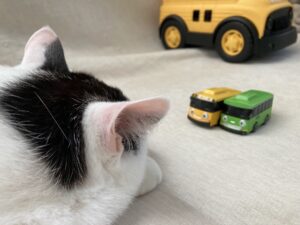 人口10万人規模の地方でバス・電車・電動自転車で暮らすこと