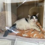 肝臓ガンの愛猫もなかのために！テルコムの酸素室・酸素マスクをレンタルしました