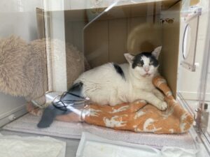 肝臓ガンの愛猫もなかのために！テルコムの酸素室・酸素マスクをレンタルしました