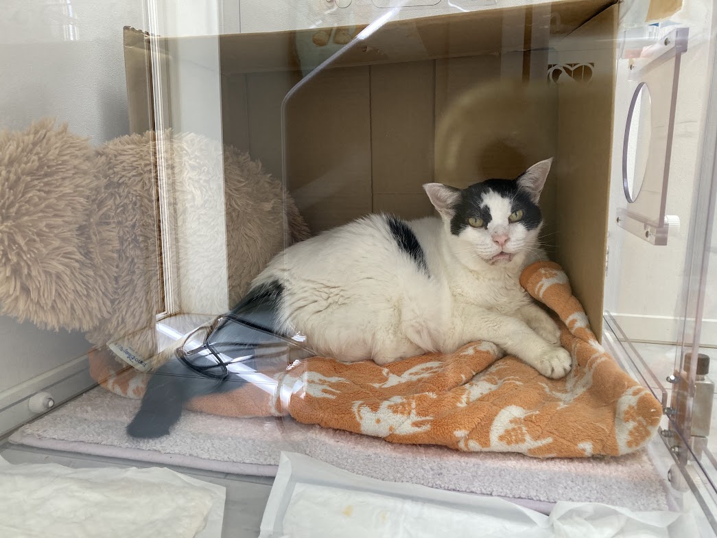 肝臓ガンの愛猫もなかのために！テルコムの酸素室・酸素マスクをレンタルしました