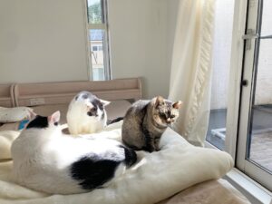 よくなったはずなのに心配が尽きない｜もなかの胸水が減って思うこと