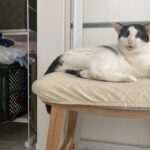 梅雨の晴れ間のような気分｜猫と暮らす穏やかな日常と心の揺れ