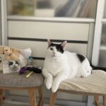 ペットロス｜いままで4匹の猫とお別れしてきたのに、もなかとの別れが辛すぎる理由を考えてみた