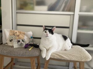 ペットロス｜いままで4匹の猫とお別れしてきたのに、もなかとの別れが辛すぎる理由を考えてみた