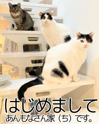 はじめての方へ｜あんもなさん家へようこそ
