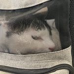 15歳シニア猫あんこの半日がかりの健康診断。飼い主のメンタル、限界です(笑)