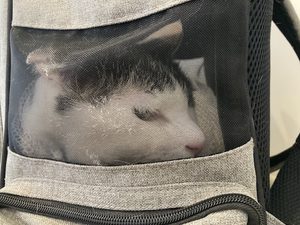 15歳シニア猫あんこの半日がかりの健康診断。飼い主のメンタル、限界です(笑)
