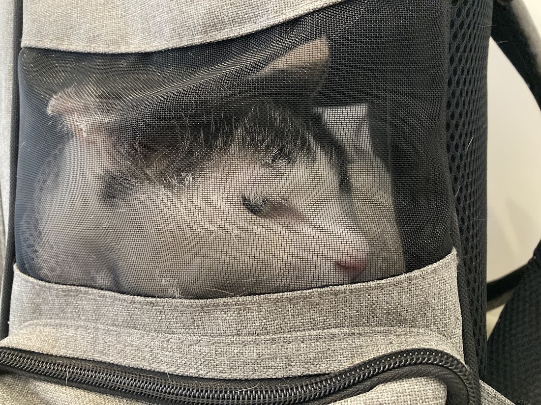 15歳シニア猫あんこの半日がかりの健康診断。飼い主のメンタル、限界です(笑)