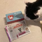 15歳シニア猫あんこの健康診断を終えて