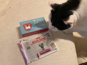 15歳シニア猫あんこの健康診断を終えて