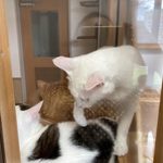 ペットショップに行く前に♪長野県小諸市の動物愛護施設「ハローアニマル」