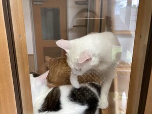 ペットショップに行く前に♪長野県小諸市の動物愛護施設「ハローアニマル」