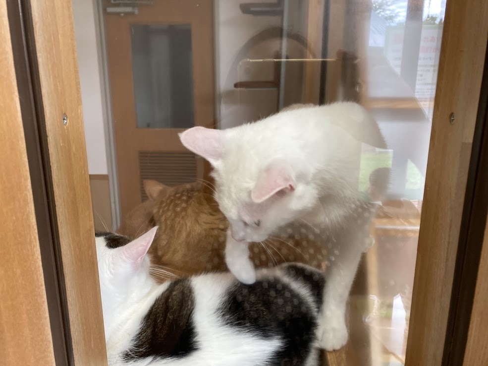 ペットショップに行く前に♪長野県小諸市の動物愛護施設「ハローアニマル」