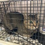 猫ボラハイな一日｜19匹の不妊化手術ともなかがいた気がした日