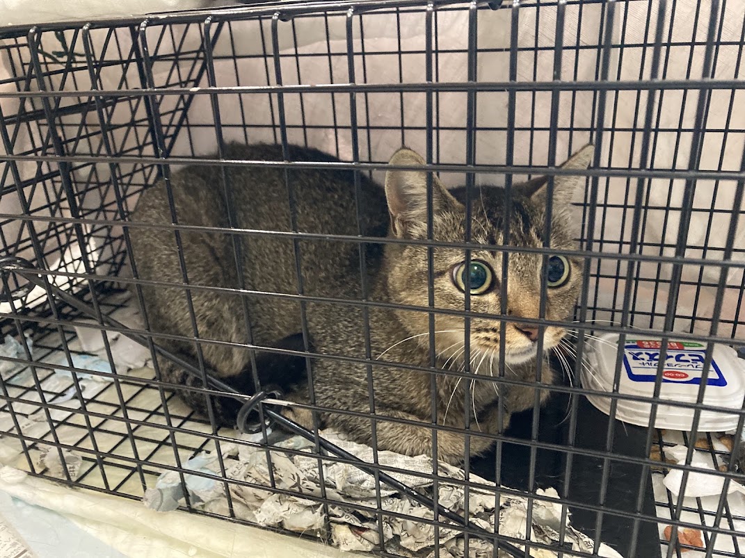 猫ボラハイな一日｜19匹の不妊化手術ともなかがいた気がした日